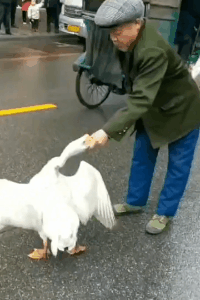 |搞笑GIF:看着都觉得好痛 赶紧喝口饮料压压惊