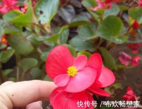 这3种花,一年四季都随便开,最适合小白懒人,阳台养花必备