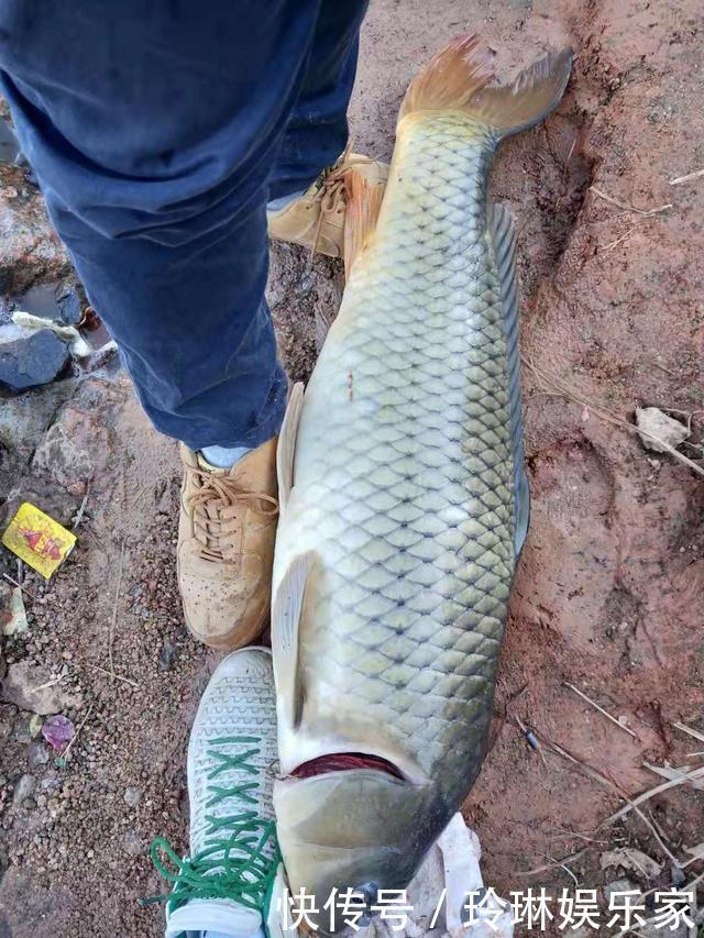 其实大鱼并不喜欢香,臭才是野钓王道,用好大钩粗线伺候