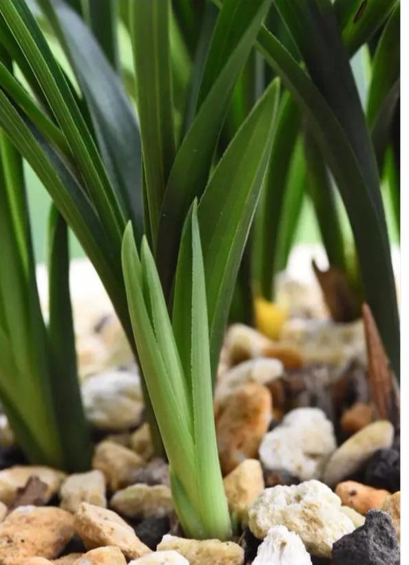 兰花花后出新芽,这段时间注意一点,新芽长得快,很长满盆