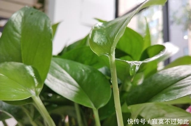 腐叶土|绿萝用这料,叶子绿油油,比巴掌还要大