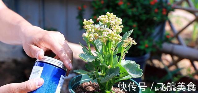 烂根|长寿花养不好？5个难题解决掉，养一盆爆一盆，不黑不烂，花更棒