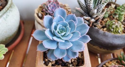 当年的贵货多肉，变成了烂大街的便宜货，暴风哭泣