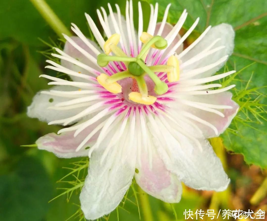 紫茉莉|不能小看入侵植物，看到后要立马拔掉，留着就是祸害