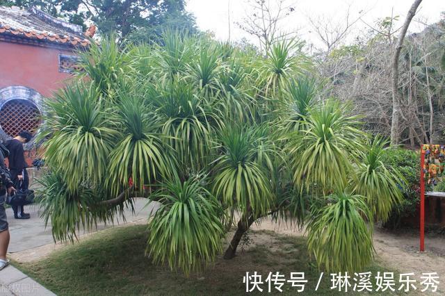 透气性|龙血树，植物中的“万岁爷”，很多人当普通绿植养，其实很珍贵