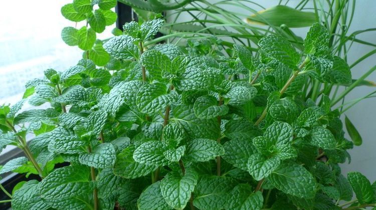 太阳大|这6种花就喜欢水多,夏天越浇越爆盆,一缺水就焉了