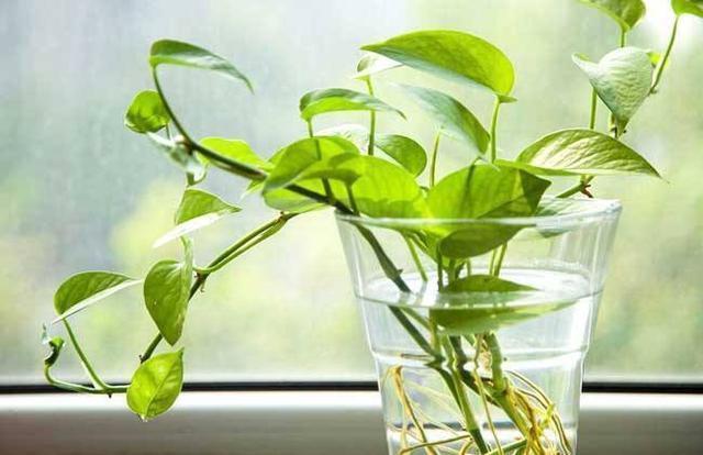 长寿花|爱喝“油”的4种花,盆里每周来1勺,根壮叶绿,当花肥真好用!