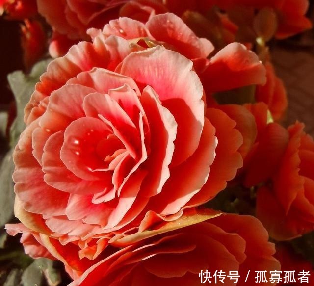 3种花好看“颜值”高,但是能养好的花友不多!