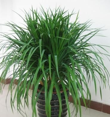 家里不够向阳,想养花怕养不好,那这几种花值得入手