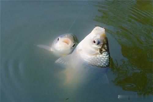 秋末钓鲫鱼,子线用长还是用短这样选更科学,中鱼率飙升几倍