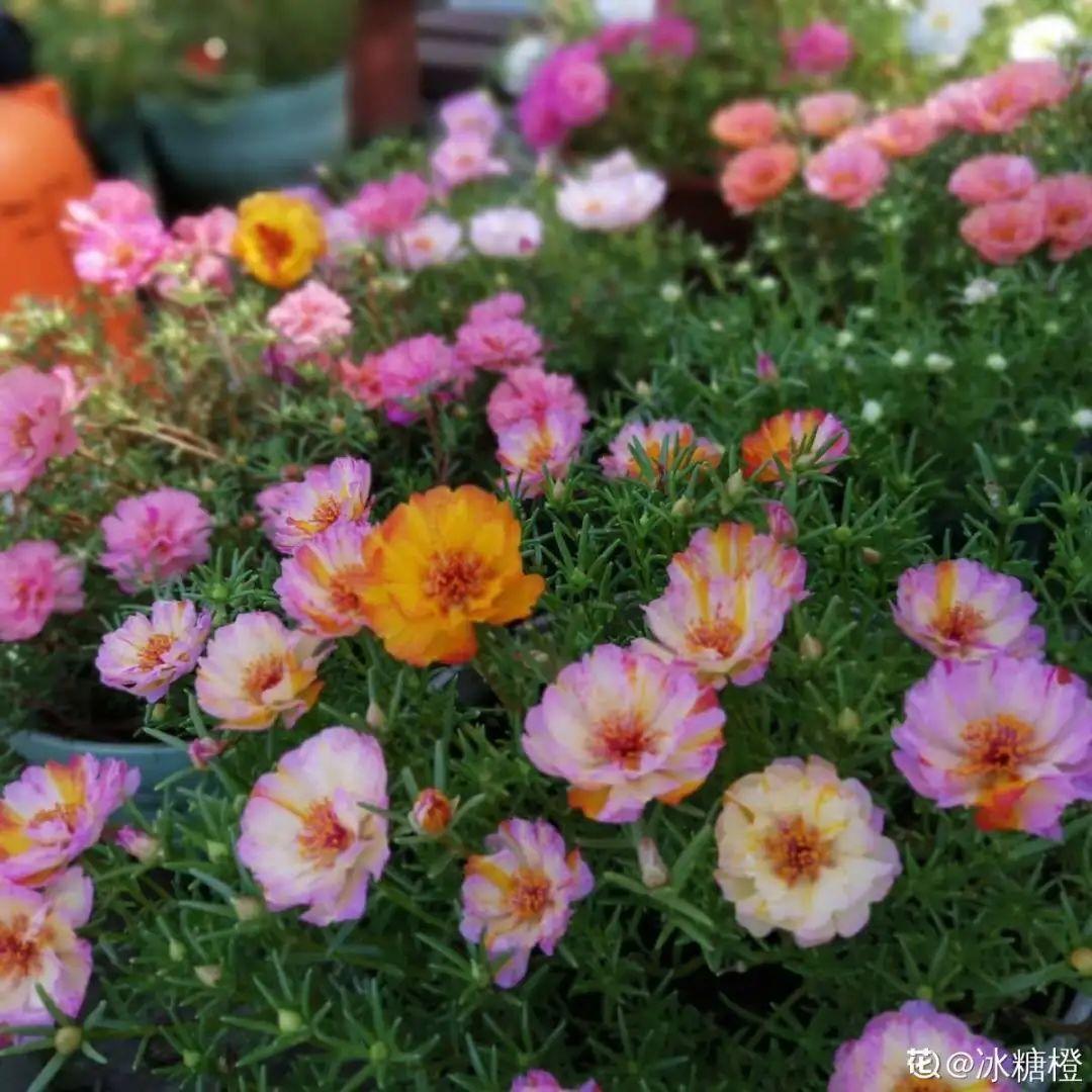 10种“养不死”的花，绿萝只能排最后一名，养死3种以上的举手