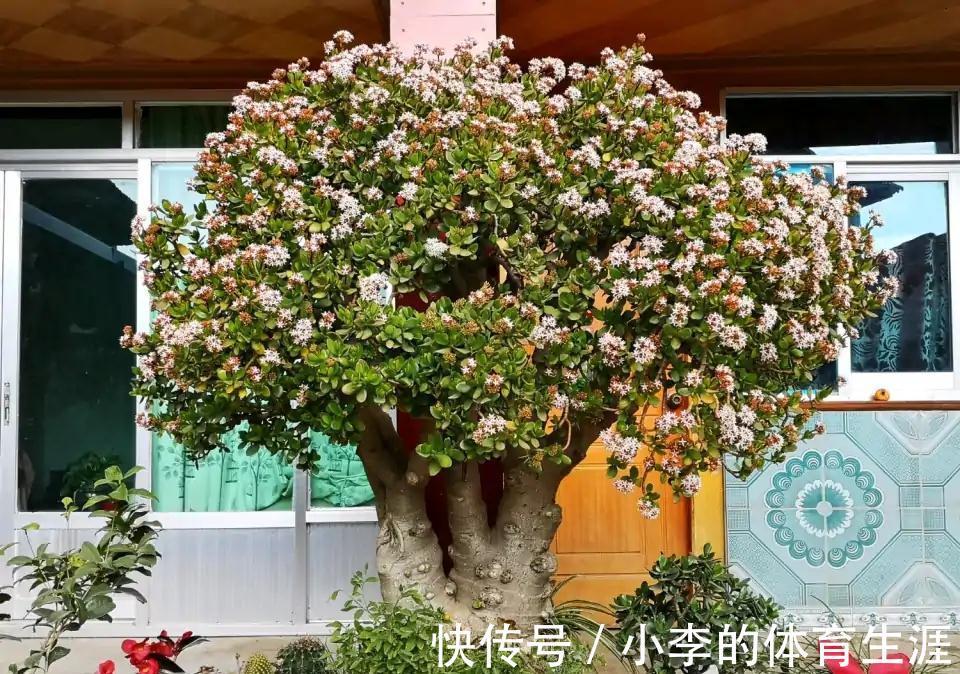 龙骨|9种花好养又吉祥,却是“穷苦命”,小盆少水多晒晒,反而长得旺