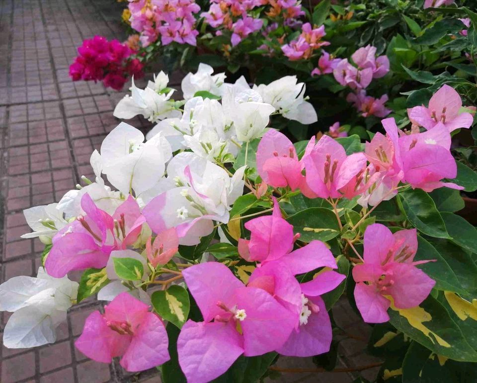 明白|三角梅叶子是变色龙绿色叶子养着养着就变红,搞明白4点就够了