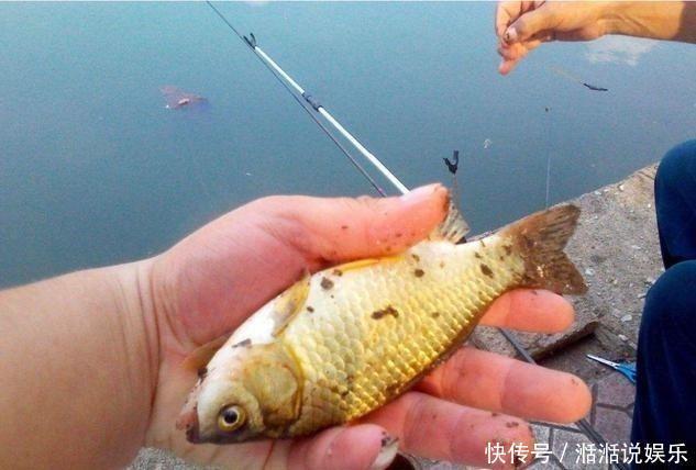 钓饵|野钓高手的独门技巧,专门针对杂鱼闹窝、浮漂摇摆不定的难题!