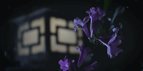 一物一生，吃完萝卜，一生系列就停在这里了吧