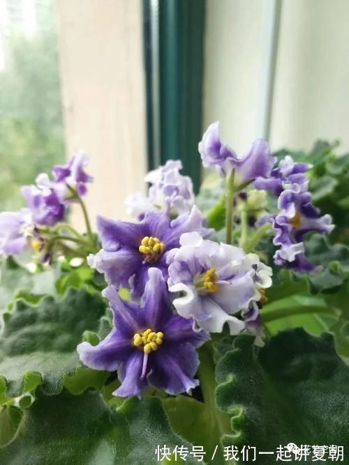 四季|老花农告诉你，这5种花是“开花机器”，摆在室内，四季常开花