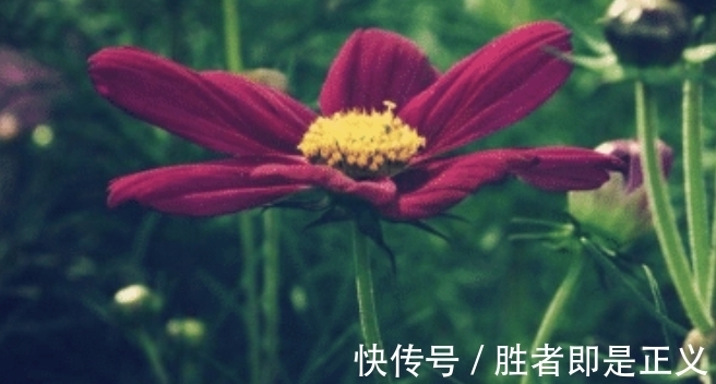 桃花|财运如虹，接财接福接桃花，11月份日子红红火火的四个属相