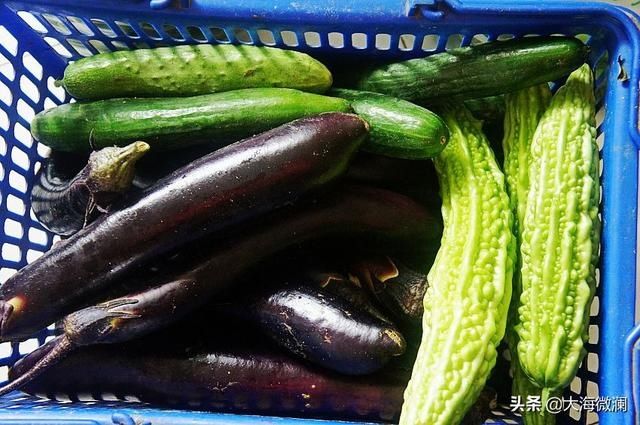 亲戚|姐的菜园喜获丰收，各式各样蔬菜都有，亲戚邻里大筐满小袋流