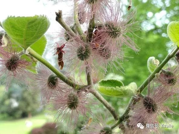补肾|很少有人知道这是一种树的雄花，更不知道它可以吃，还能补肾