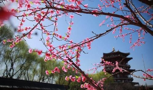 春天里的陕西丨春日大唐芙蓉园 花开烂漫正当时