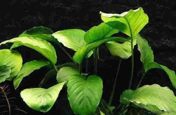 水草co2哪里可以买到