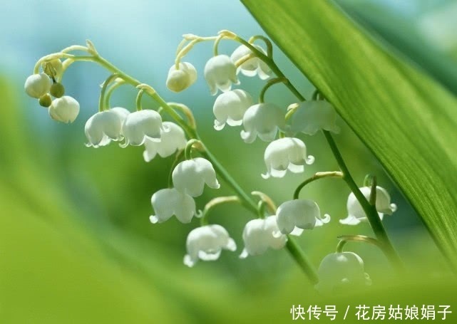 有种名贵的植物,植株可入药,花朵可提取精油,养护却很简单