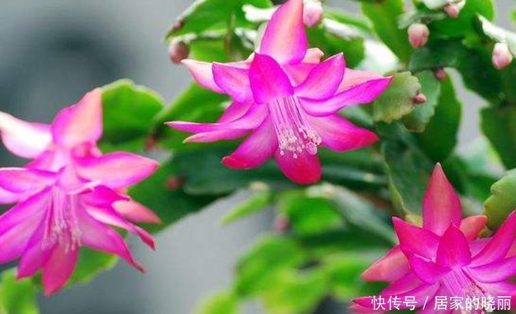 花苞|入冬了还不见蟹爪兰冒花苞,来几招催花好方法,立马就能见花苞