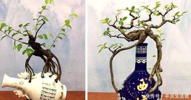 这些破烂不要扔，做成“小花盆”，个性又漂亮，比买的强“百倍”！