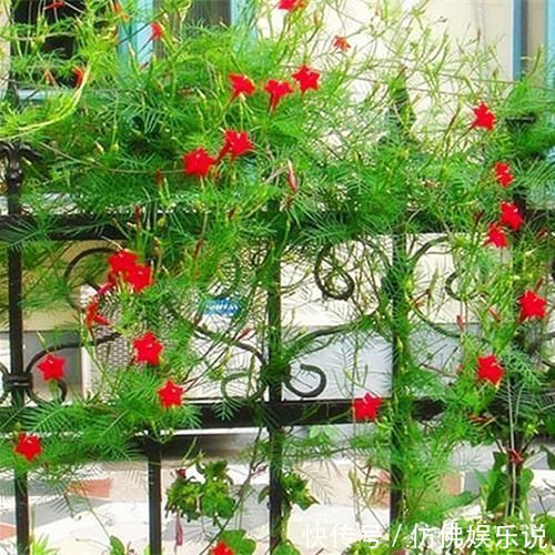 有庭院、露台养4种花，1年长成“遮阴棚”，好看又实用