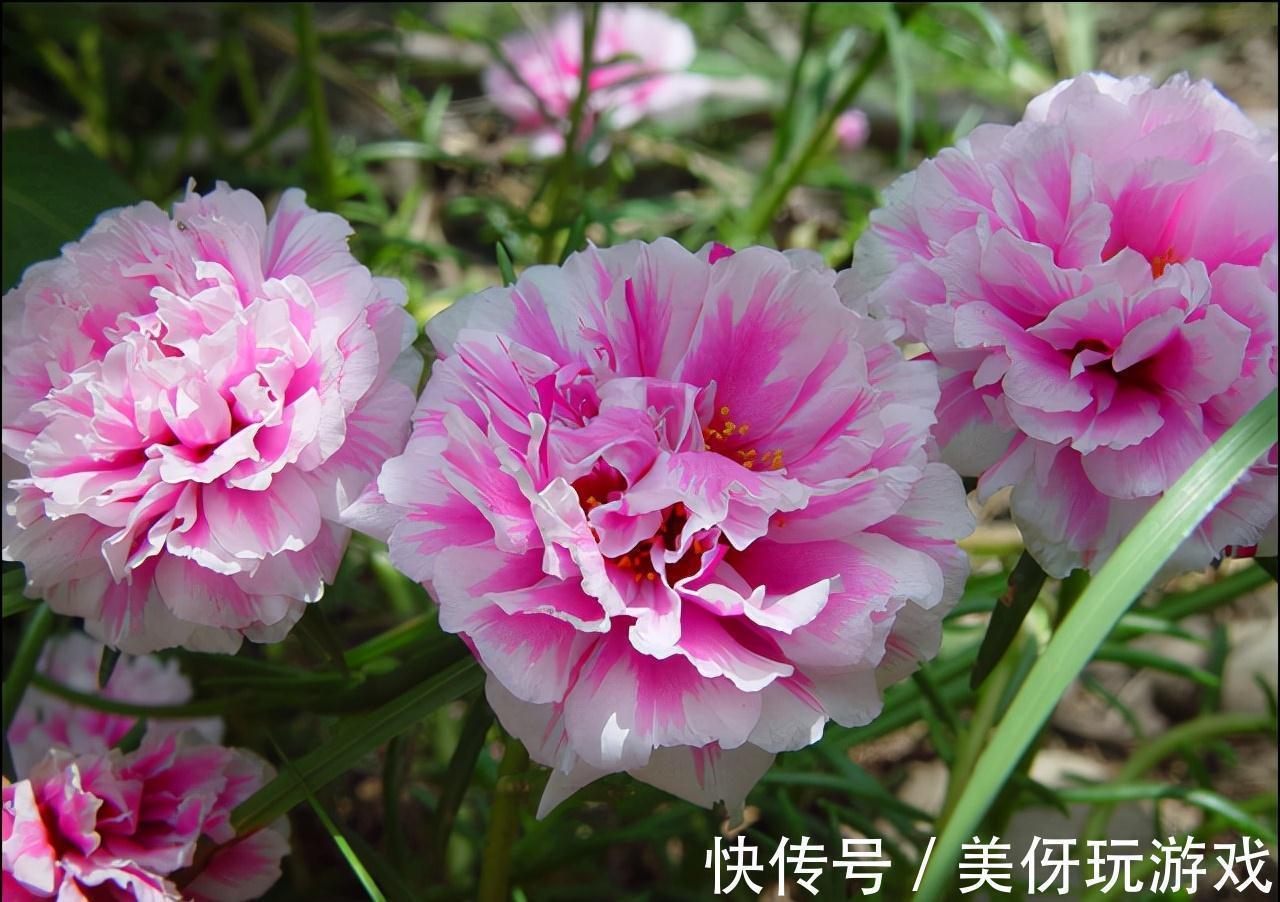 叶片|9种养不死的花,绿萝只能排最后,再养不活就剁手吧