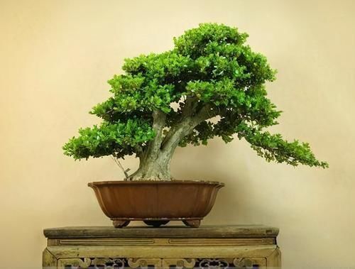 有情怀的人,家里少不了3种盆景,养30年不过时