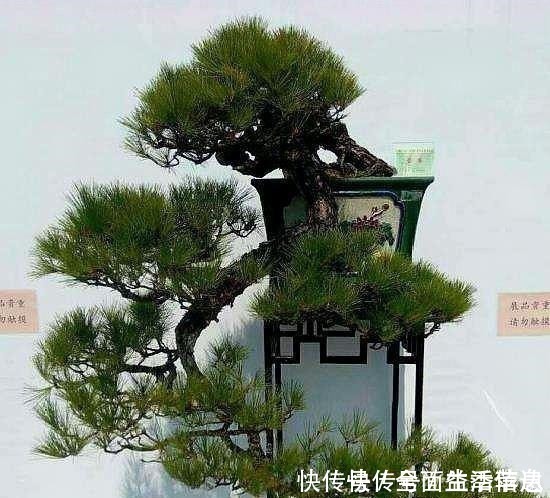 种树|这“3种树”有钱人最爱养，比花还好看，客厅摆几盆，福气滚滚来！