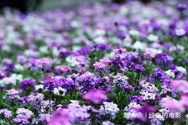 狮子座|此花是狮子座的守护花，名副其实的花中美人，是美丽纯洁的象征