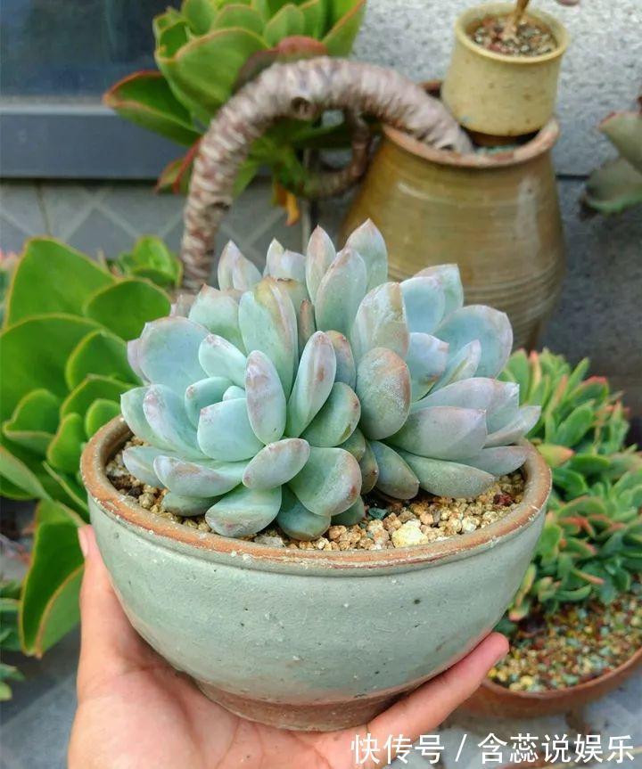 坛子|他用菜坛子种多肉，1分不花，呼呼长成“大米饭”！
