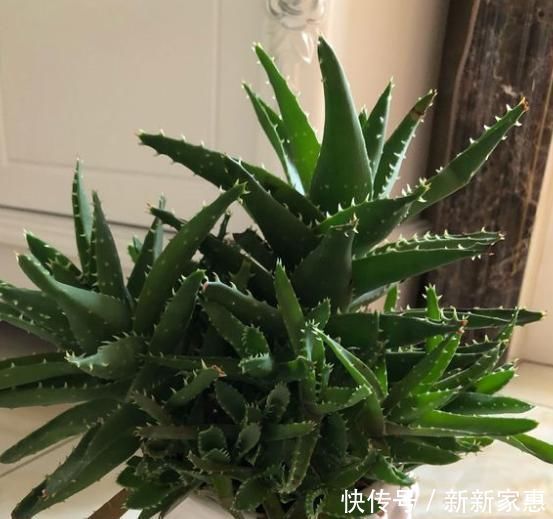 竹签子|养花不会浇水,教你3个判断方法,养啥花都适用,再也不怕浇错水