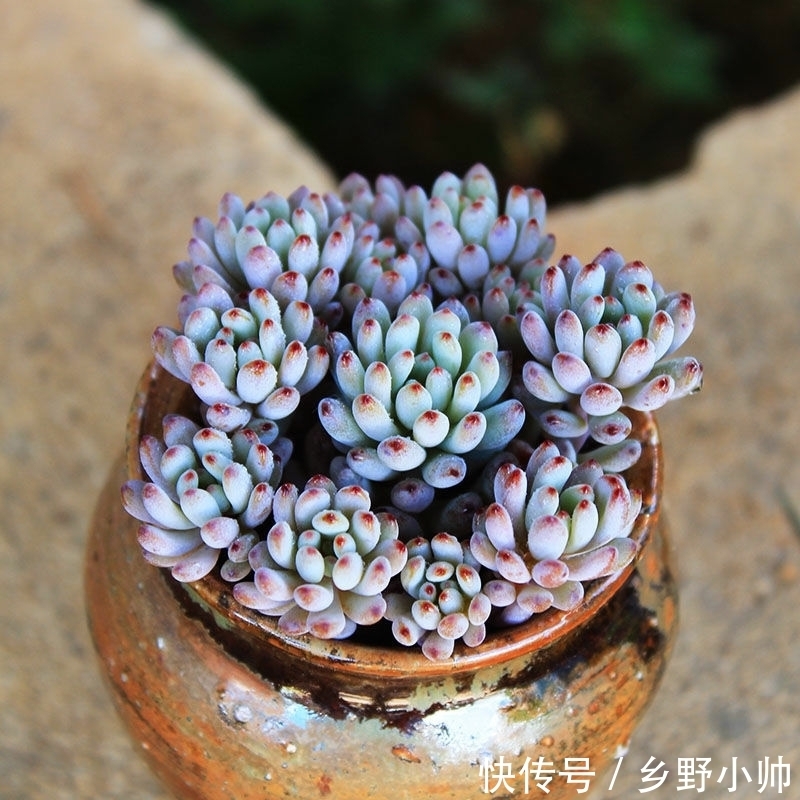 小帅|这些蓝色系多肉，简直像天使身边的小精灵，太美了