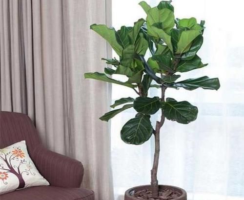 阳台上|3种花养家里,福旺运旺财更旺,高大上档次,叶子油绿