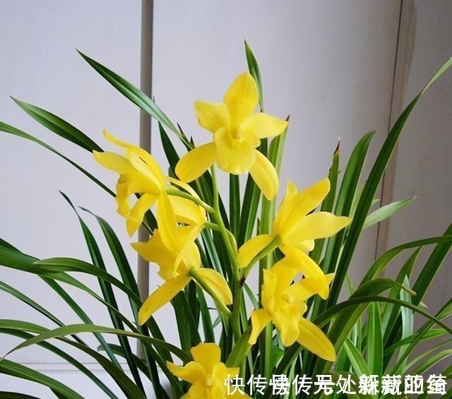 花卉|建议夏天遇到此兰花,别手软,多买些,能让你“清凉一夏”!