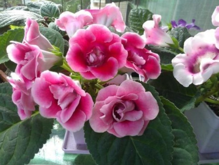 “4种花”花朵硕大、花期长,一开就是300天,观叶又赏花!