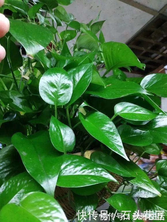 搬新家之前，一定要养“这6种花”，除“甲醛”效果好