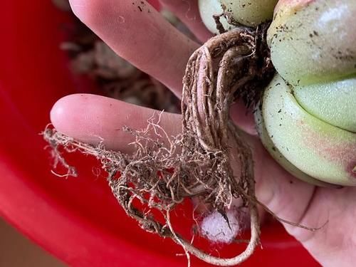 网购的多肉上盆之前用不用修根？没有统一的答案，需要区别对待