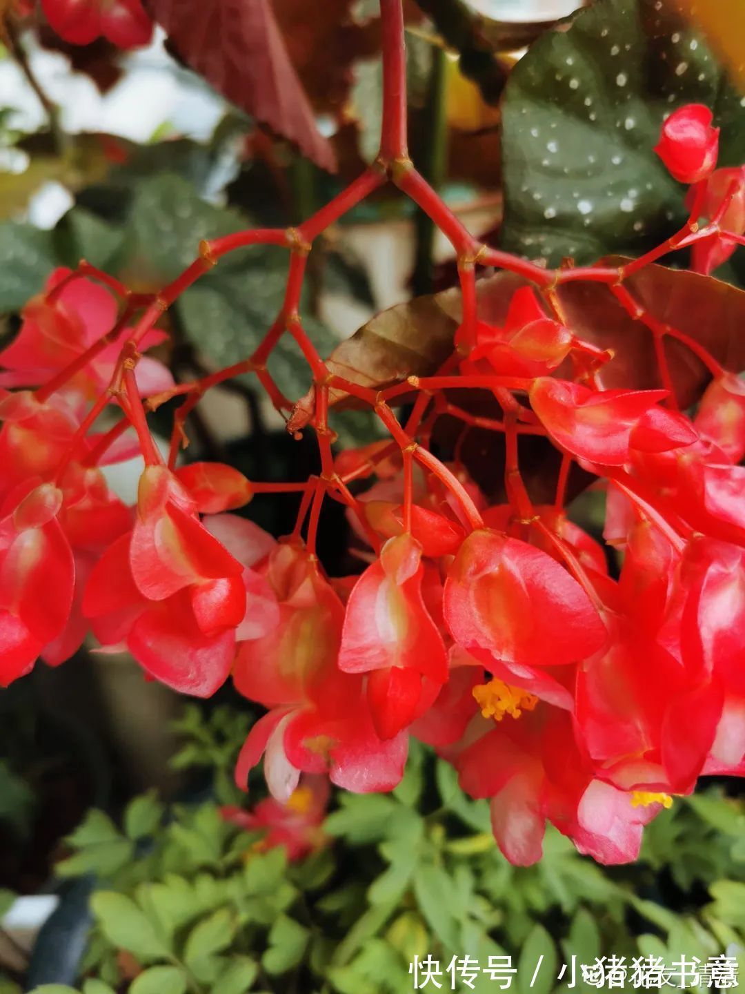 超好养的18种植物,第一名竟然是它!绿萝只能排倒数