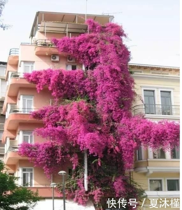 最受欢迎的4种花,浇点水就疯长,越晒开花越多,家里变花海!