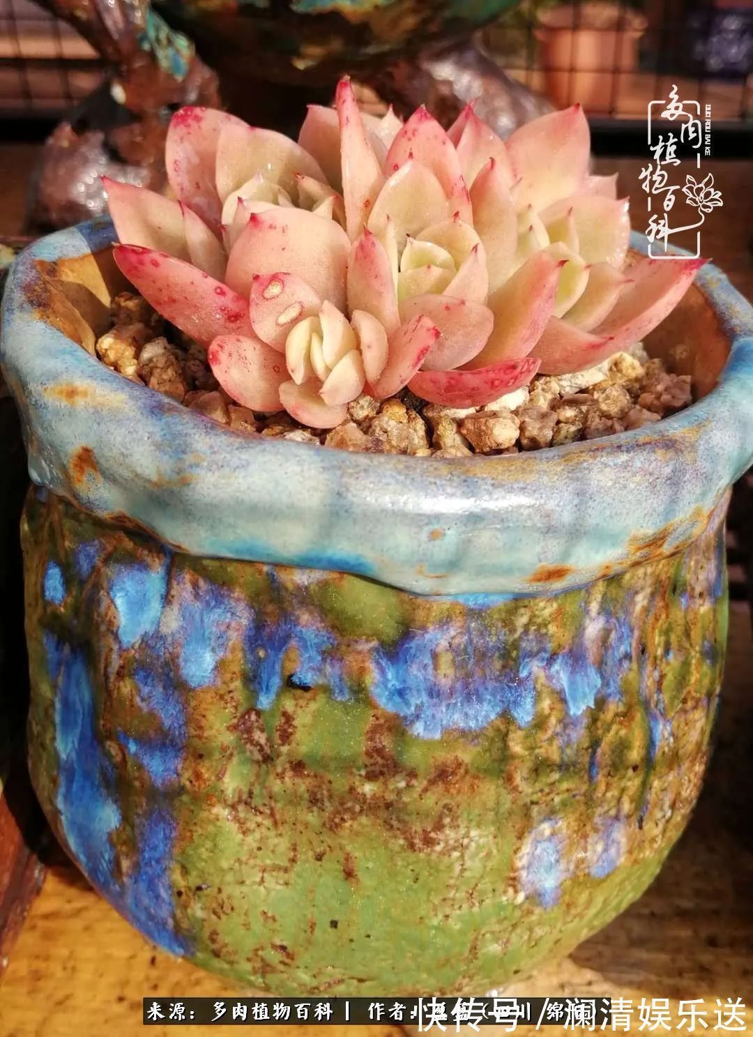 一定要爱着点什么，恰是草木对光阴的柔情！