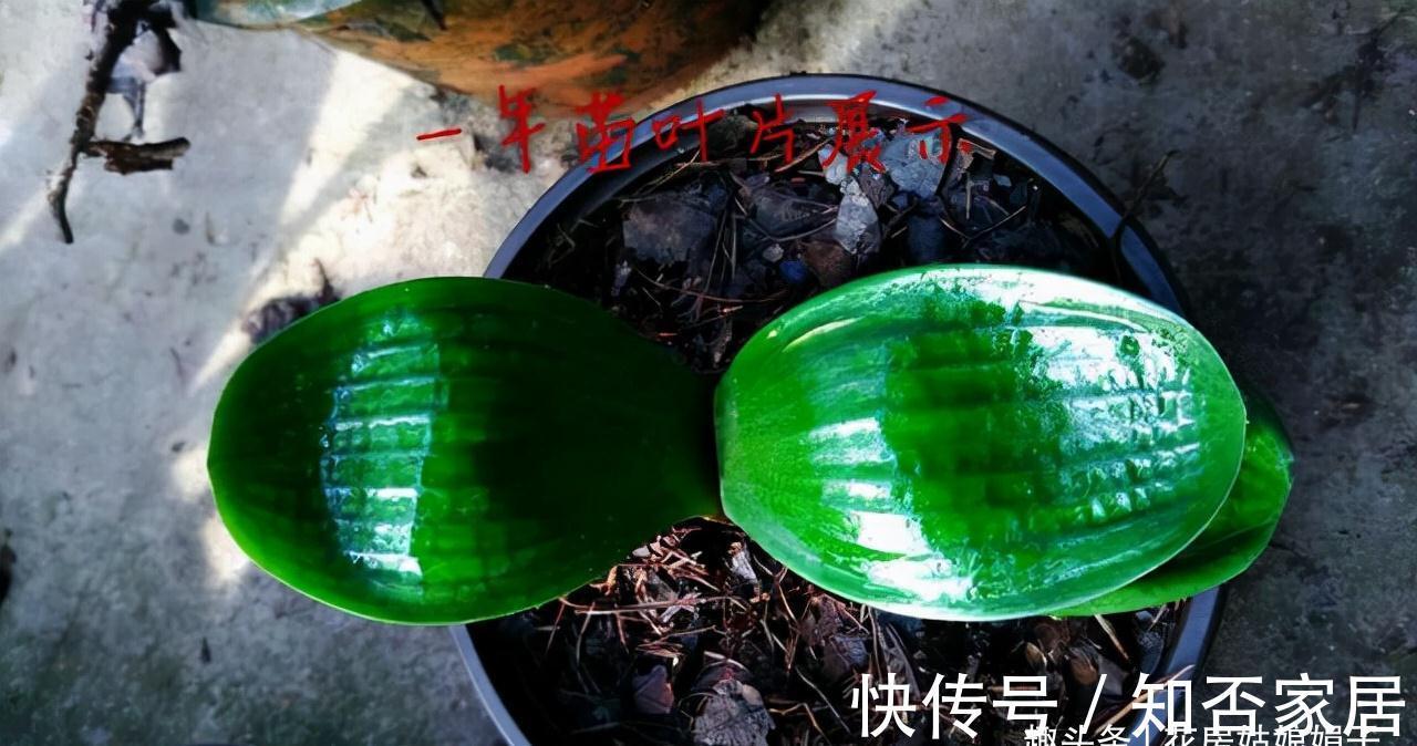 君子兰|君子兰一叶苗的栽培法,详细过程描述,只需要注意这几点就行