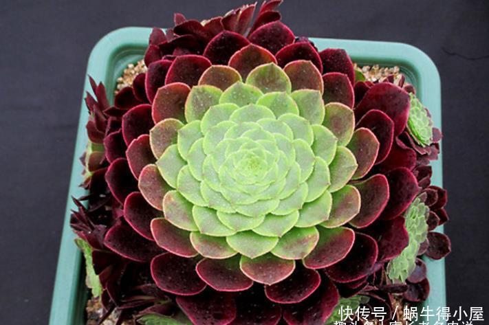 多肉嘉年华法师平常十分低调,但养出状态后它的颜值不输任何多肉