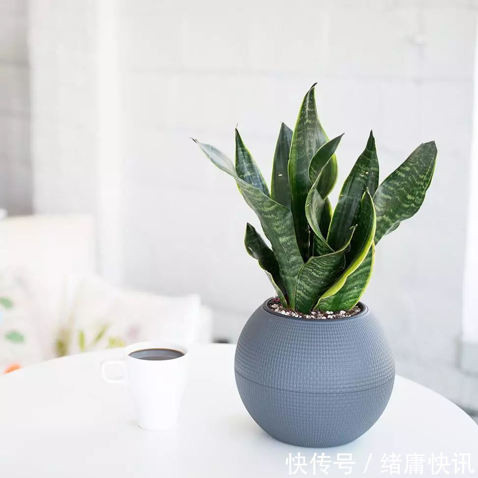 牡丹吊兰|4种花能观赏能“养人”,建议养几盆,好看又利于健康