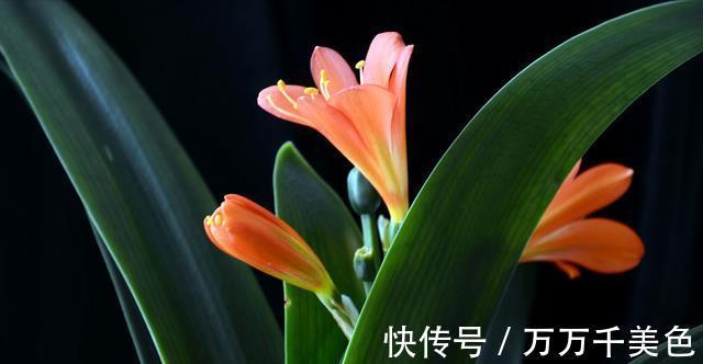花卉|入秋后,这些花要早点进行翻盆换土的工作,才能叶绿根壮长势旺
