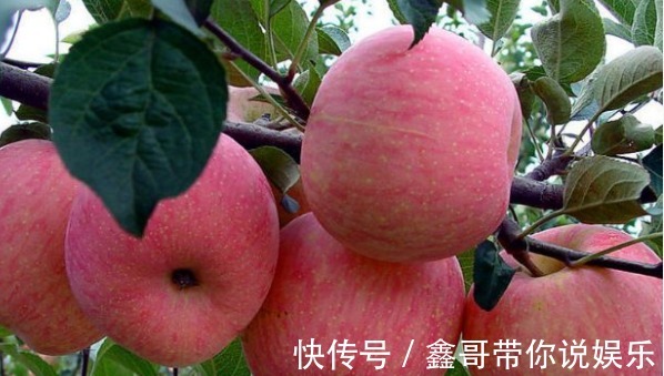 刁医师|每天吃个苹果,能美容养颜、降血脂,建议3个时间吃最好