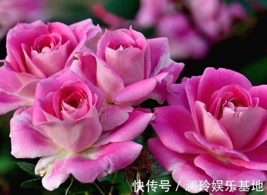 从10月2日开始,家养此款花卉,花朵漂亮似玫瑰,漂亮又芳香